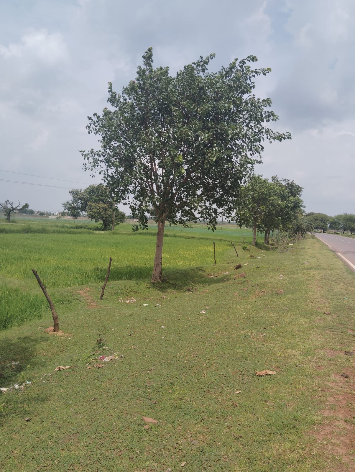 Long-Term Impact: Thriving Peepal Tree