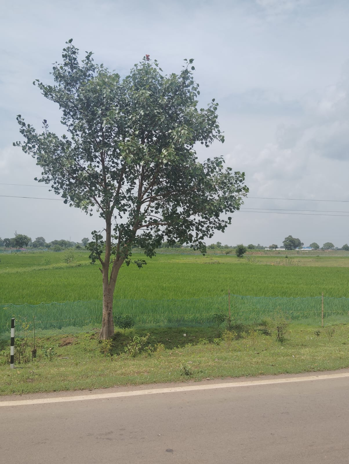 Mature Peepal Tree in the Community