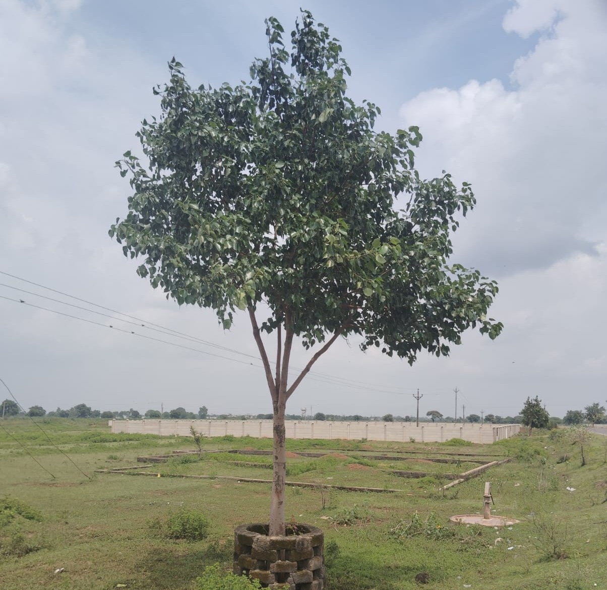 Peepal Tree After 4 Years