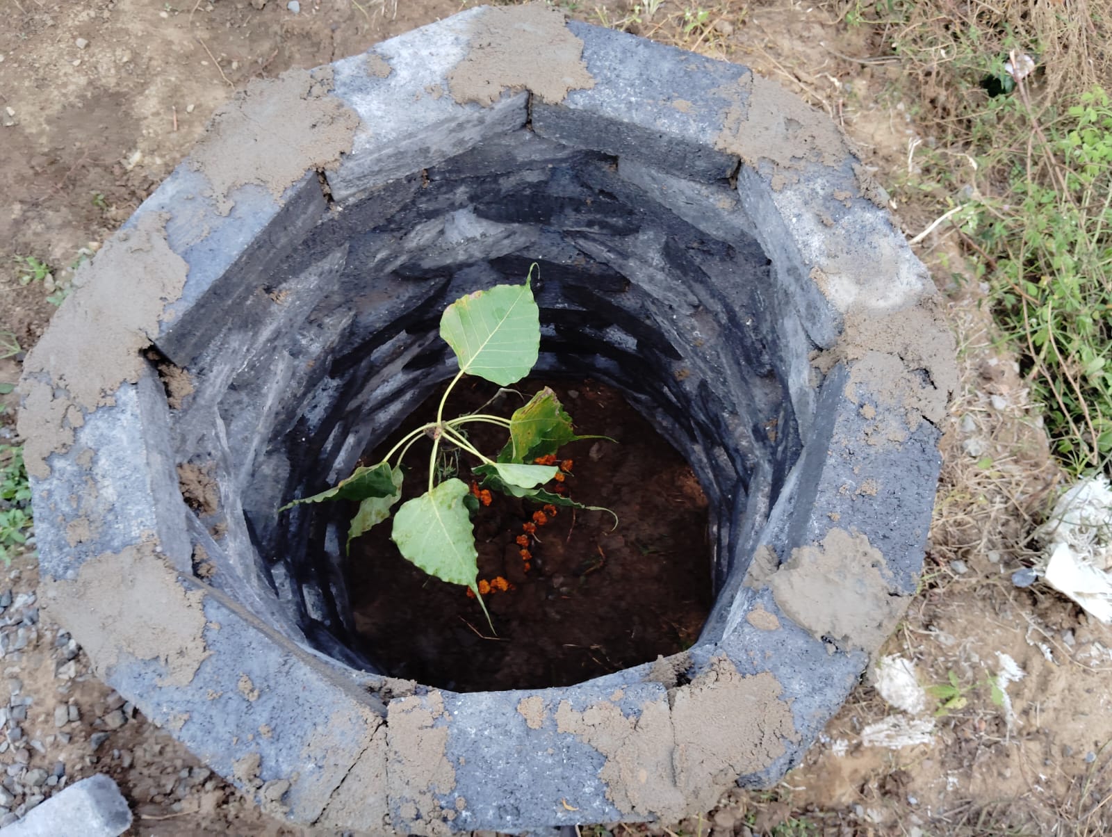 Community members around a protected Peepal sapling with a traditional stone enclosure